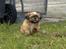 Shih tzu Fonvig's Phoebe