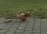 Shih tzu Fonvig's Phoebe