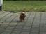 Shih tzu Fonvig's Phoebe