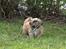 Shih tzu Fonvig's Phoebe