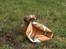 Shih tzu Fonvig's Phoebe