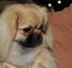 Tibetansk spaniel Nitan - Chulo's Sang-Po