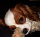 Cavalier king charles spaniel Charlie