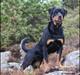 Rottweiler Schutzholmen`s Noble In aka "Noah"