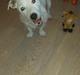 Jack russell terrier Charlie