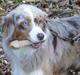Australian shepherd Godrumgaards Mirell