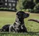 Labrador retriever Ester