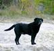 Labrador retriever Blackie