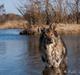 Tjekkoslovakisk ulvehund Roko