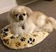 Pekingeser Luca