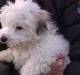 Coton de tulear Bucha