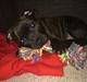 Staffordshire bull terrier Amazingstaffs Impressive X - Charlie