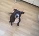 Staffordshire bull terrier Amazing Shark (Berta)