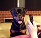 Rottweiler Mischa