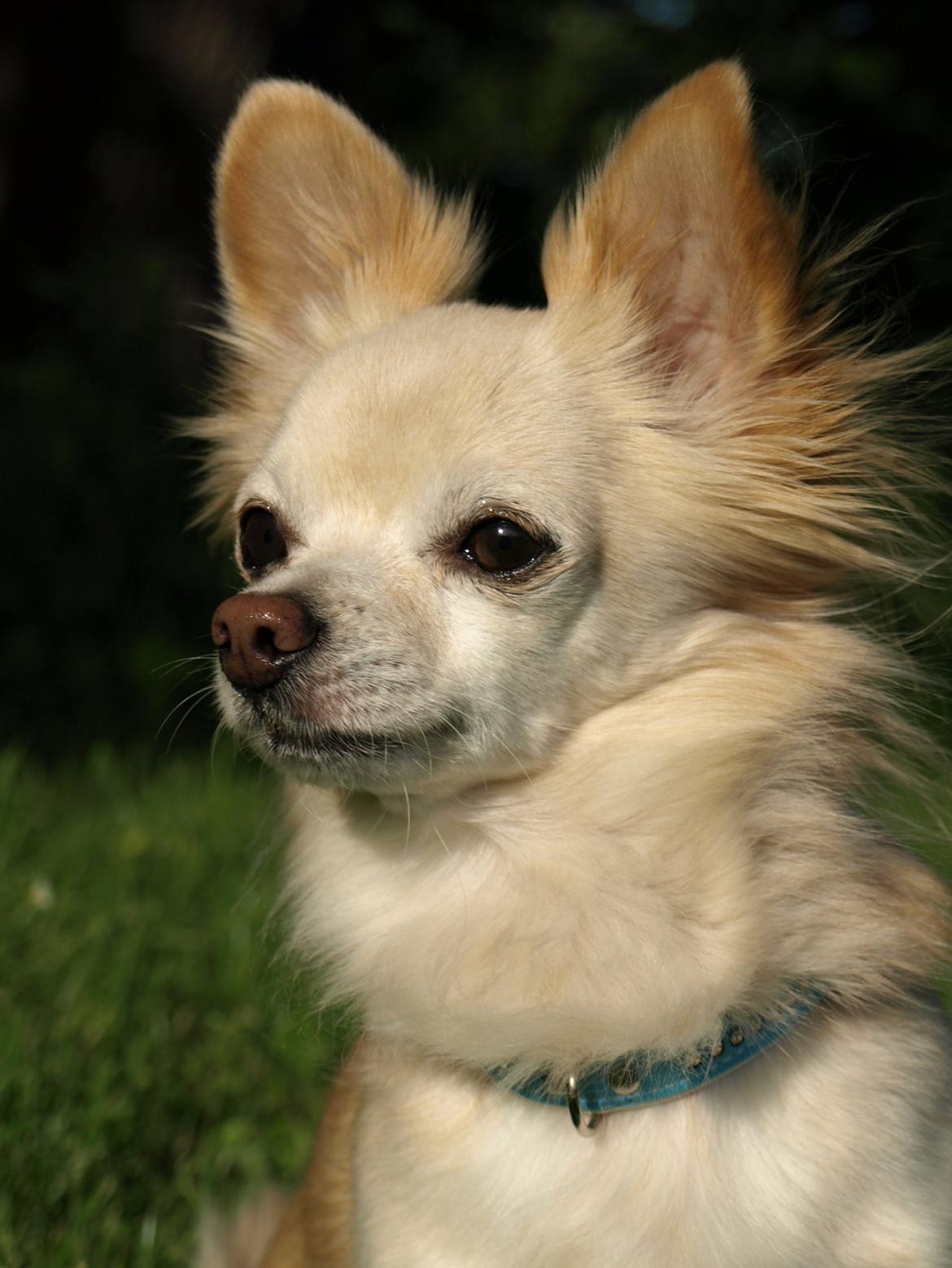 Chihuahua Micki aka Mimi - Velkommen til Mickis profil billede 10
