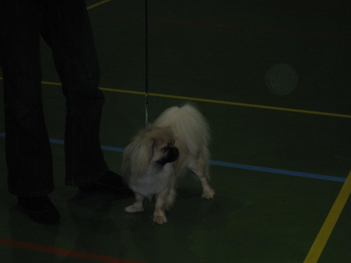 Tibetansk spaniel Nitan - Chulo's Sang-Po billede 4