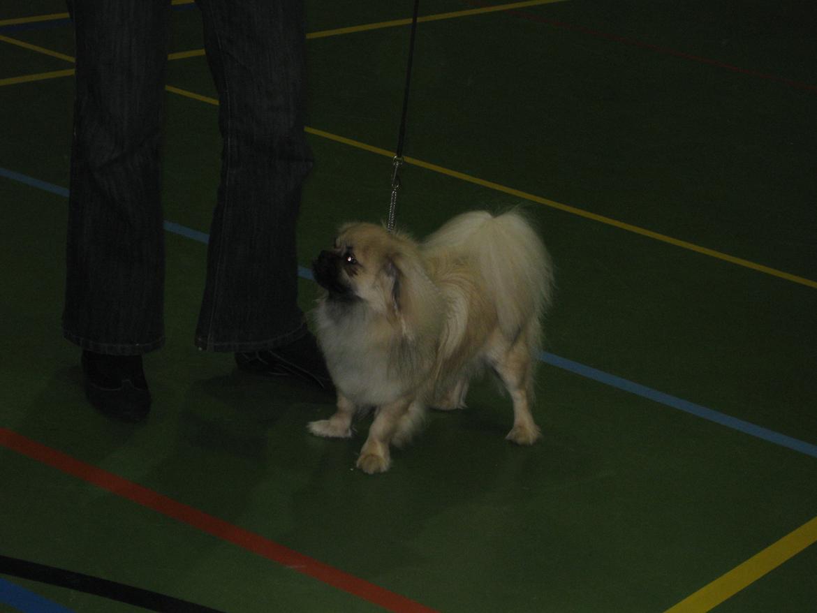 Tibetansk spaniel Nitan - Chulo's Sang-Po billede 5
