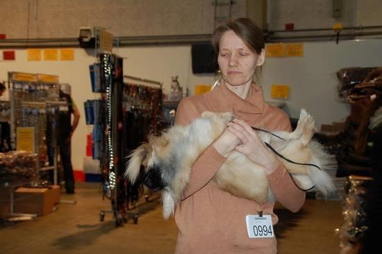 Tibetansk spaniel Nitan - Chulo's Sang-Po billede 3