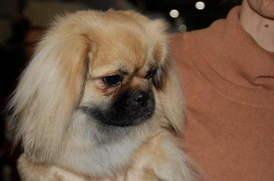 Tibetansk spaniel Nitan - Chulo's Sang-Po billede 1