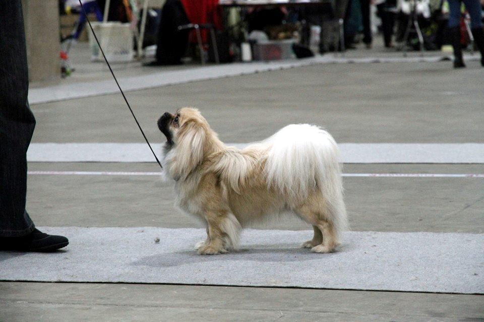Tibetansk spaniel Nitan - Chulo's Sang-Po billede 2