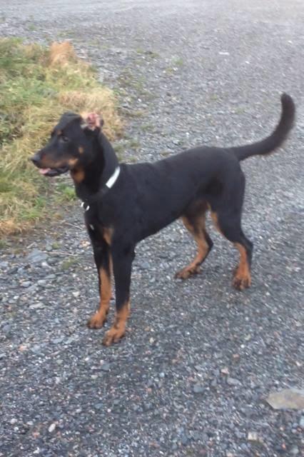 Beauceron Blackbossy's Angelite  aka "Snooki" - Snooki 1 år billede 5