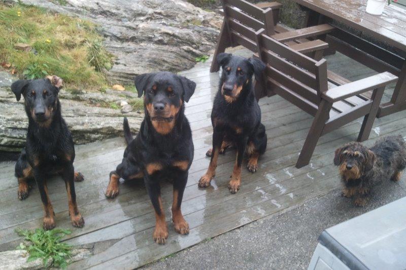 Beauceron Blackbossy's Angelite  aka "Snooki" - Mine to beauceroner Snooki og Yappi, min Noah som desverre nylig måtte avlives pga kraftig HD med artrose og pappas tøffe Buster billede 6