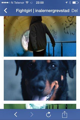 Beauceron Satchmo`s Yappi - Yappi blir å se i en kortfilm/musikk video i nærmeste fremtid billede 8