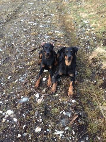 Beauceron Satchmo`s Yappi - datter Snooki og mamma Yappi billede 10