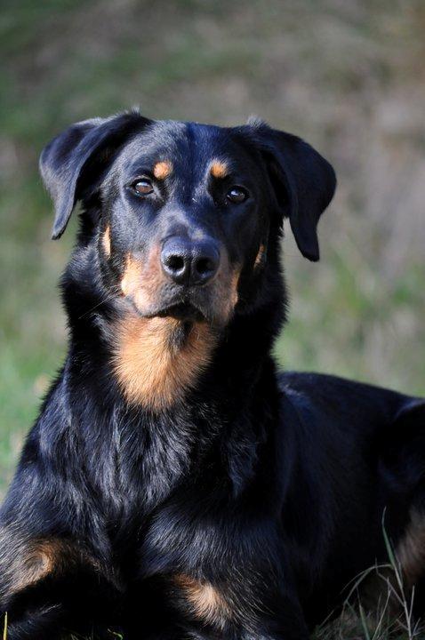 Beauceron Satchmo`s Yappi billede 11
