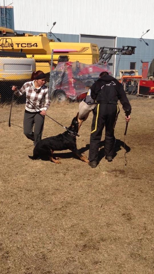 Beauceron Satchmo`s Yappi billede 14
