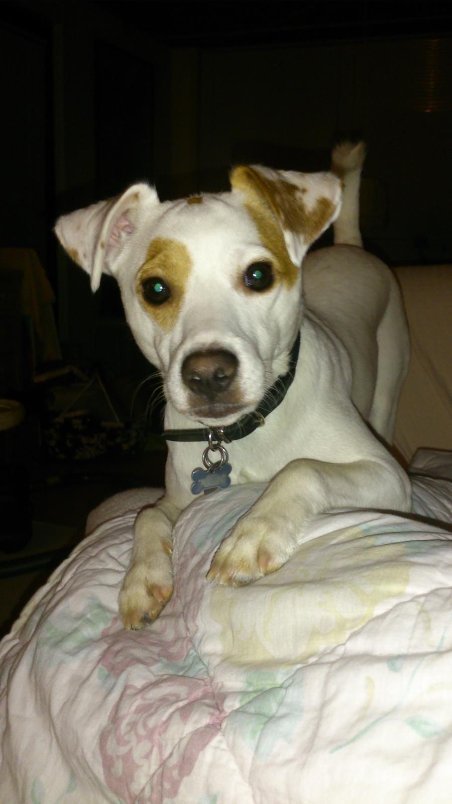 Dansk svensk gaardhund Liam billede 7