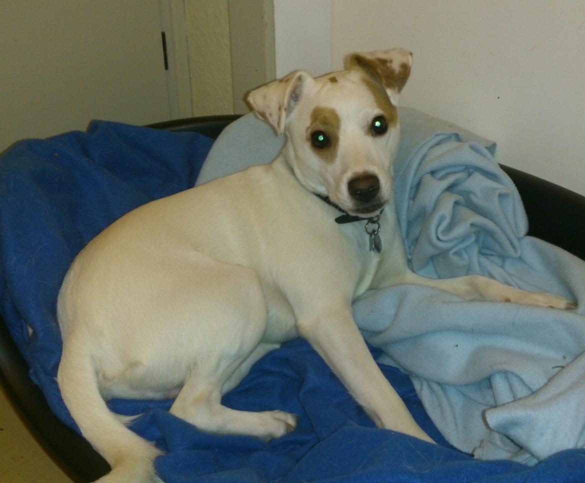 Dansk svensk gaardhund Liam billede 8