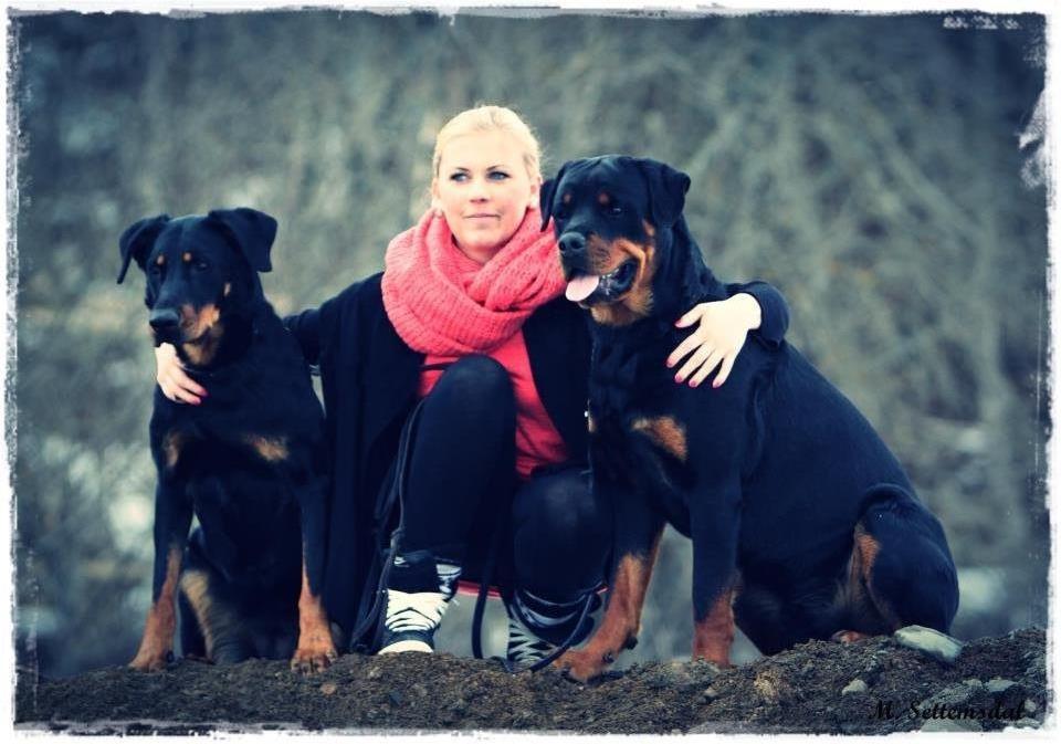 Beauceron Satchmo`s Yappi billede 16