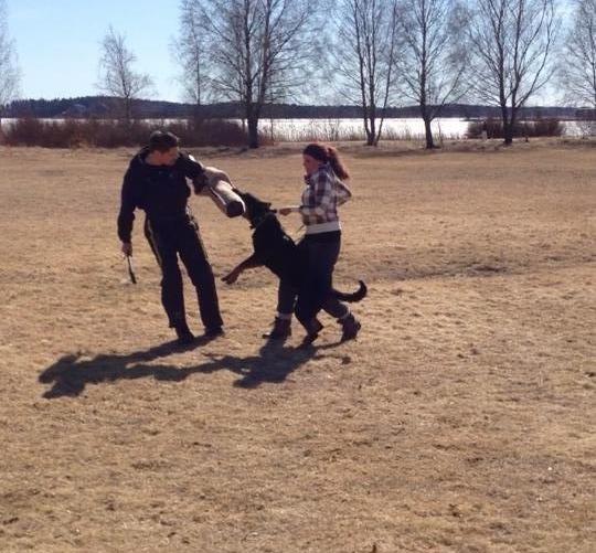 Beauceron Satchmo`s Yappi - bitearbeid billede 12