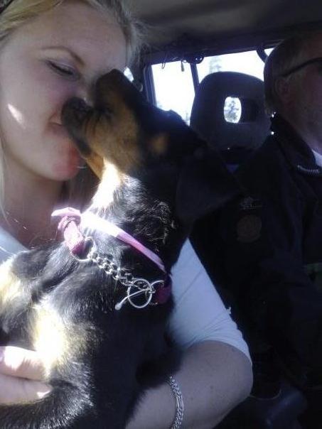 Beauceron Satchmo`s Yappi - Yappi da vi hentet henne i Sverige hos Satchmos billede 17