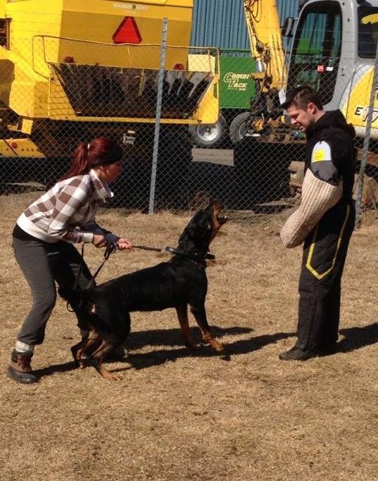 Beauceron Satchmo`s Yappi billede 13