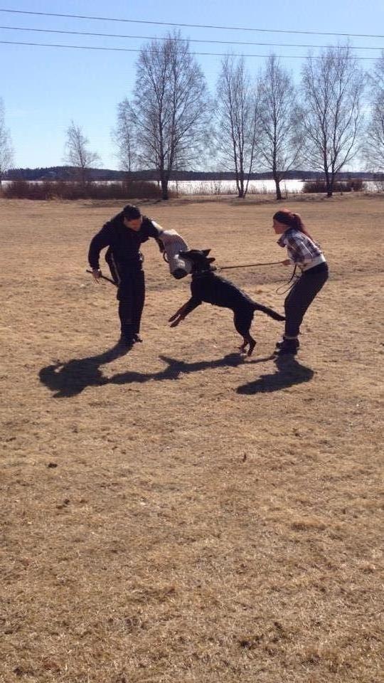Beauceron Satchmo`s Yappi billede 15