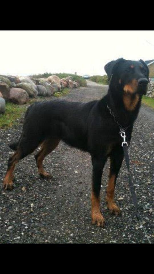 Beauceron Satchmo`s Yappi - Yappi etter parring i DK hos kennel Woodt Light billede 19