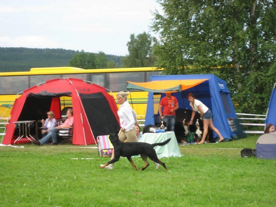 Beauceron Satchmo`s Yappi - Yappi vinner sin klasse på int. utstilling Ransäter  sverige billede 21
