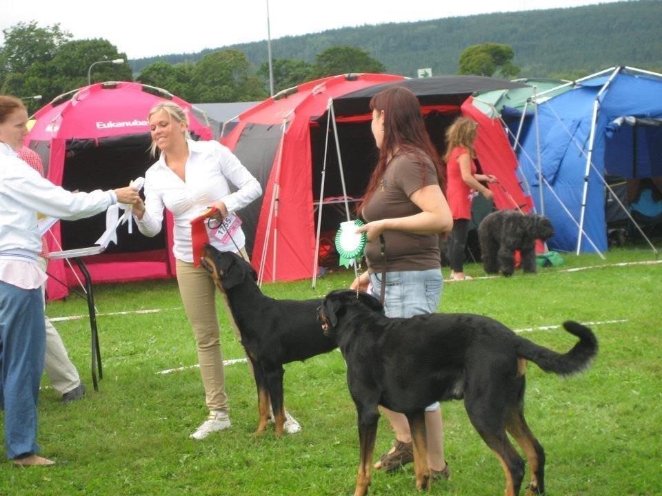 Beauceron Satchmo`s Yappi - Yappi  vinner 3 av 3 dager sin klasse og får sitt 3 CACIB i sverige billede 22