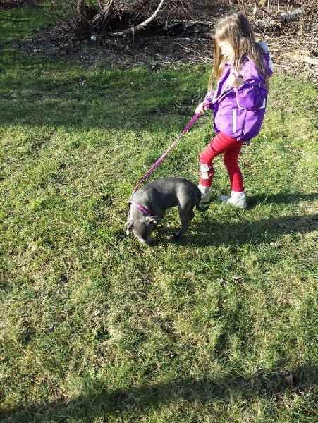 Staffordshire bull terrier Mumu billede 4