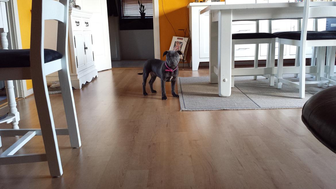 Staffordshire bull terrier Mumu billede 5