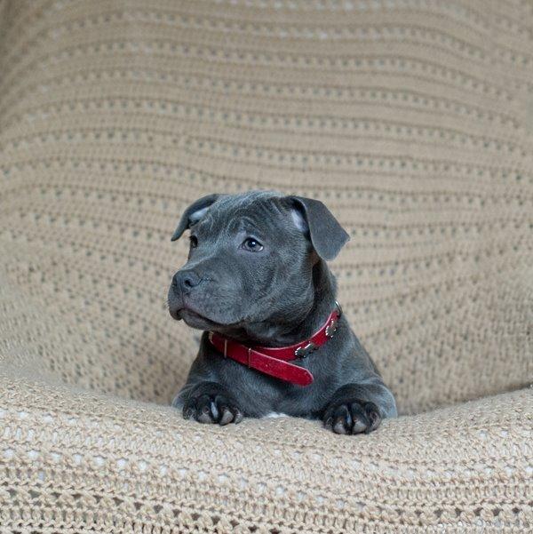 Staffordshire bull terrier Mumu billede 3