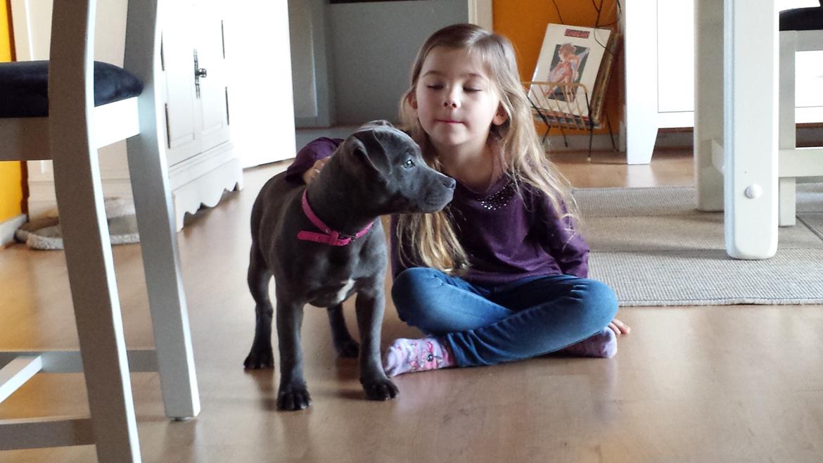 Staffordshire bull terrier Mumu billede 6