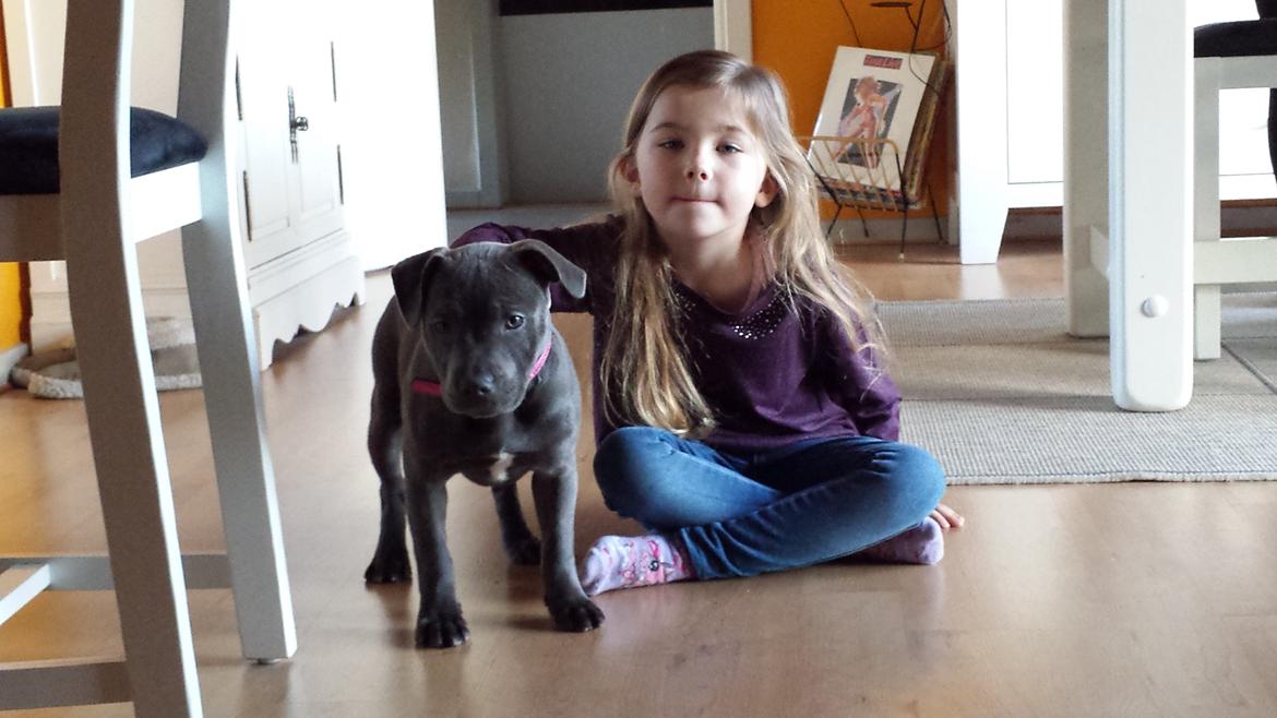 Staffordshire bull terrier Mumu billede 8