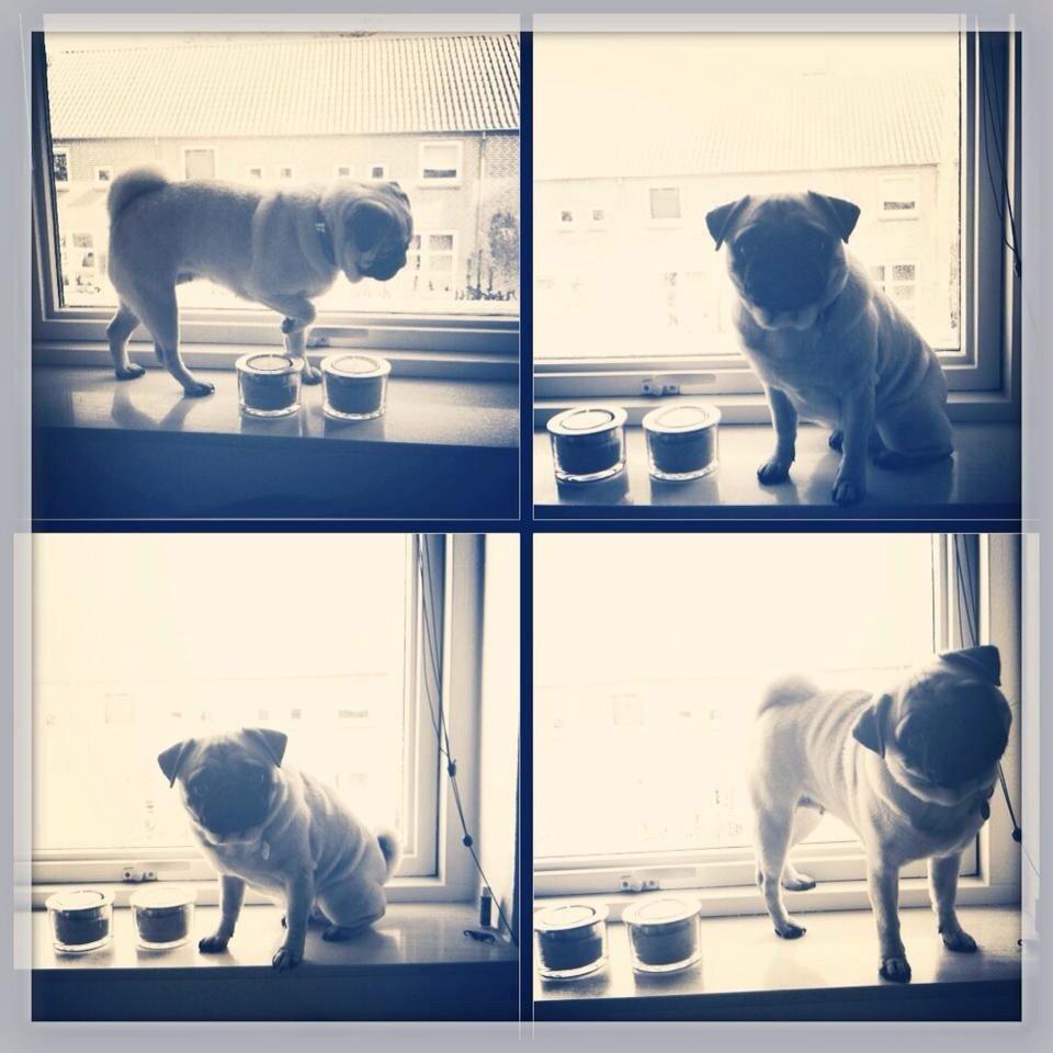 Mops Minnie billede 24