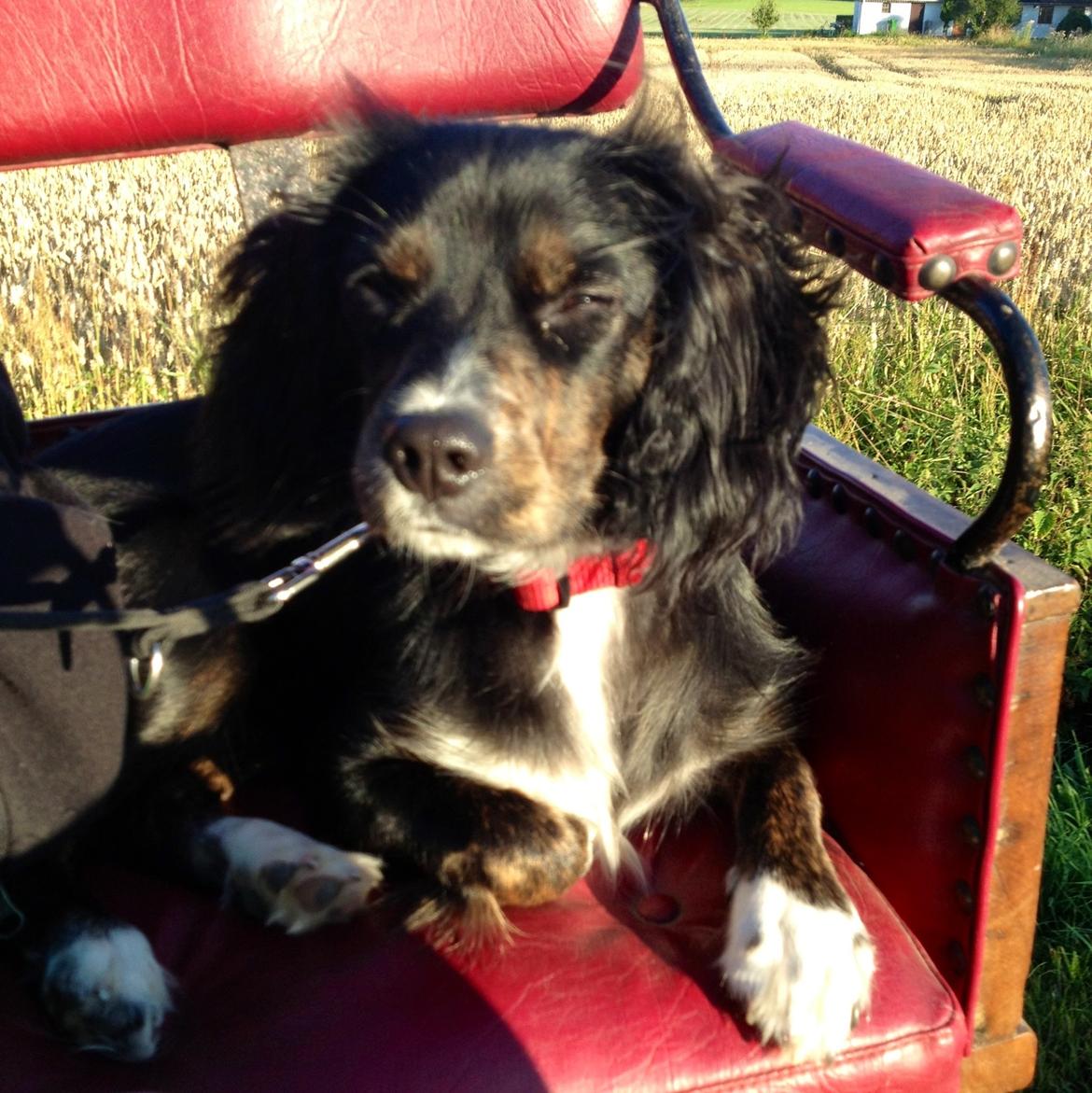 Blanding af racer Jessy - På hestevogns tur billede 12