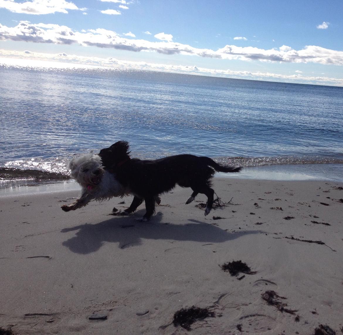 Blanding af racer Jessy - leger med Ronya billede 13