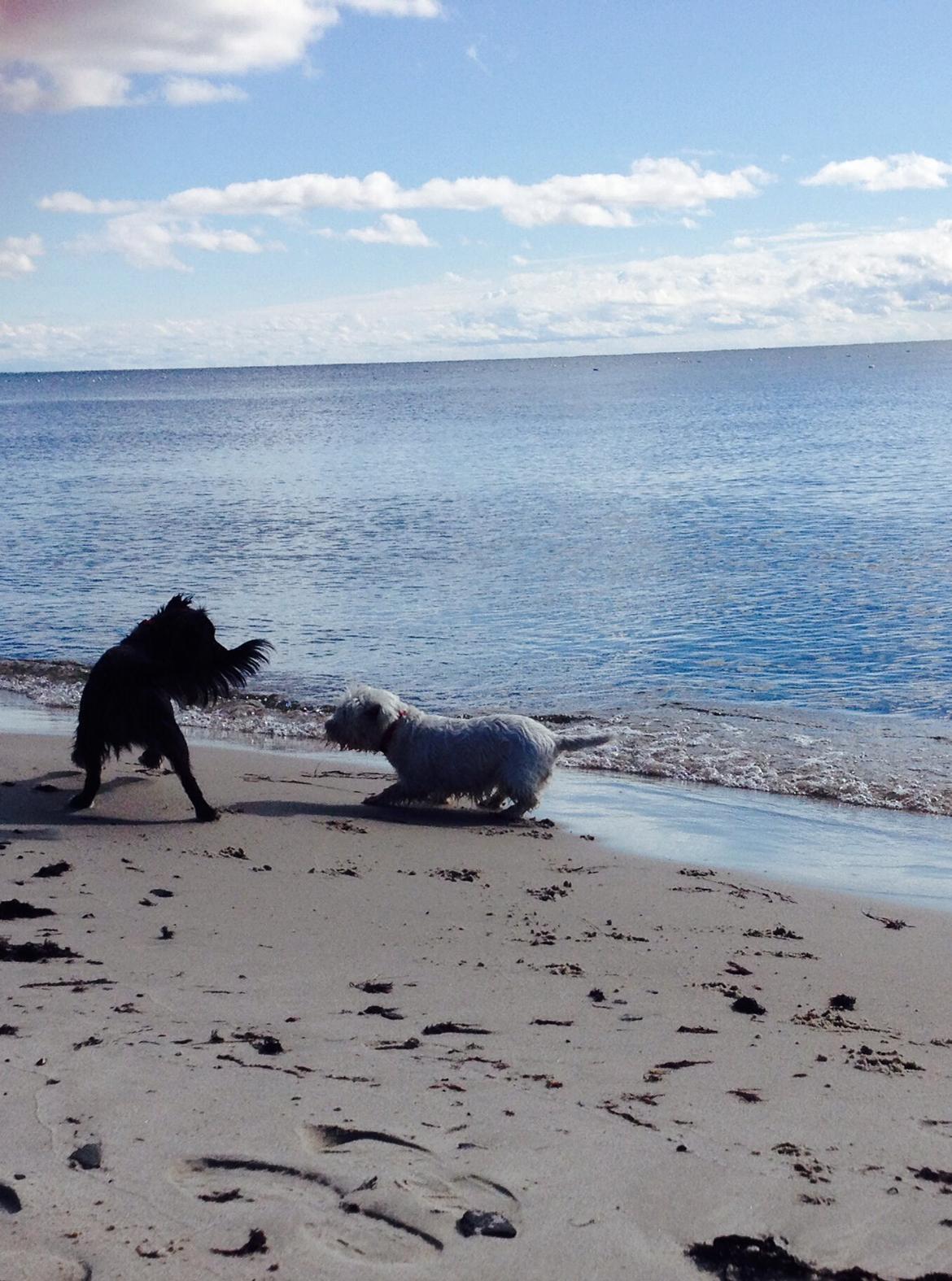 Blanding af racer Jessy billede 14