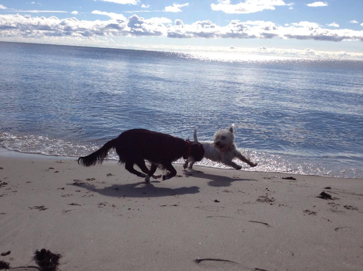 Blanding af racer Jessy billede 15